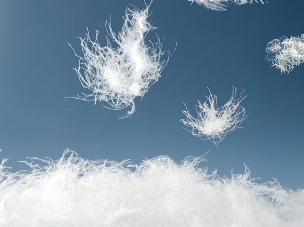 Bettenreinigung Daunenbettdecken Daunen